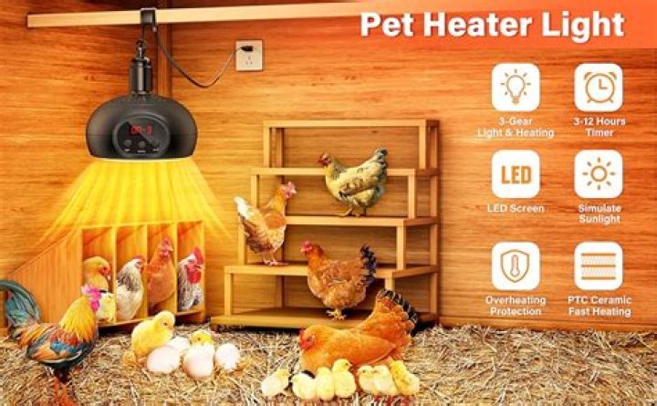 Do you need a heat lamp for chickens in the winter?