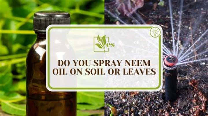 Do you spray neem oil on soil or leaves?