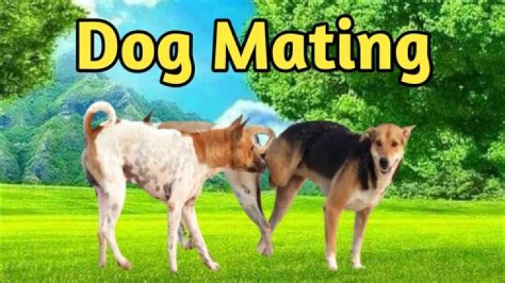 Does a dog change after mating?