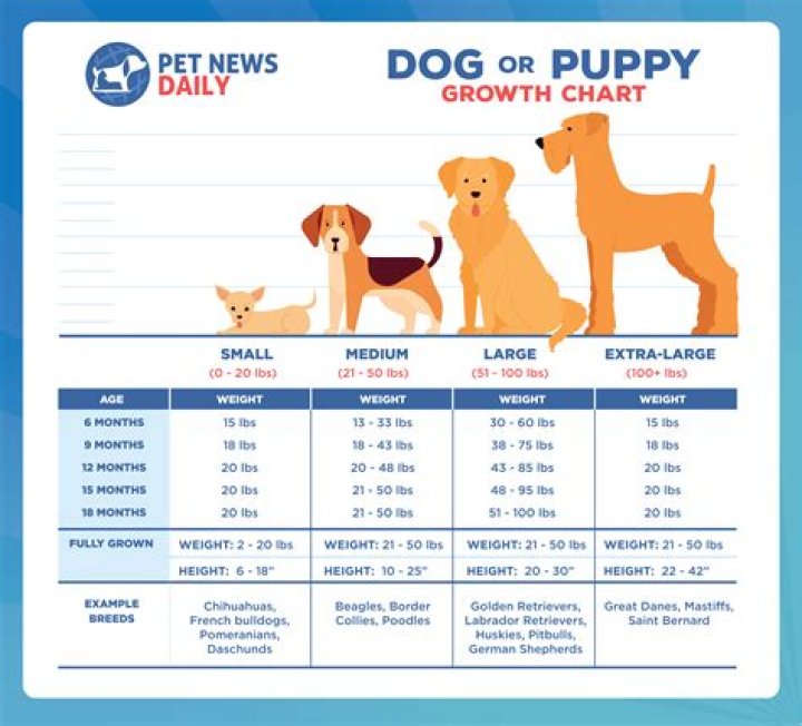 Does a puppy choose its owner?