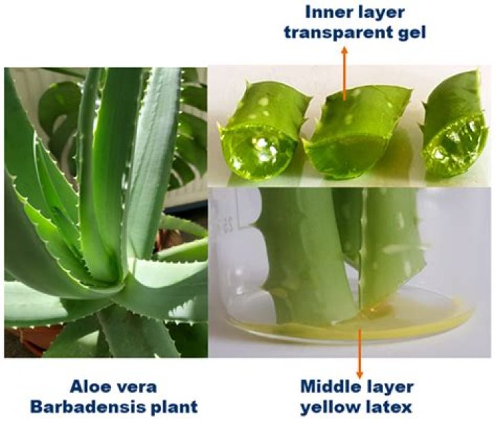 Does aloe vera cure baldness?