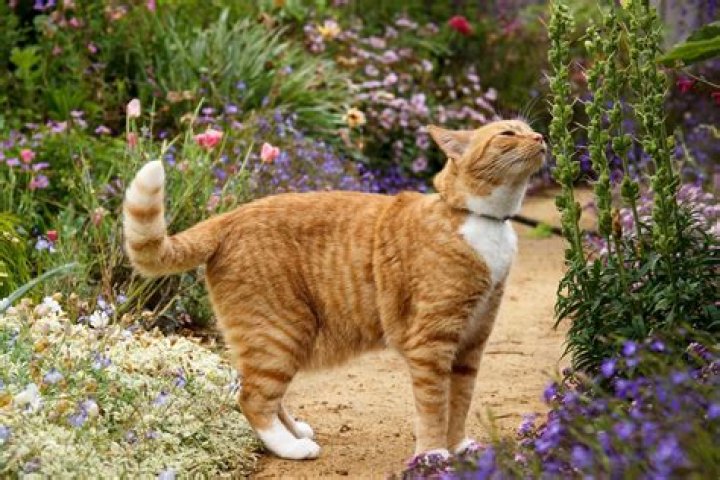 Does baking soda keep cats away?