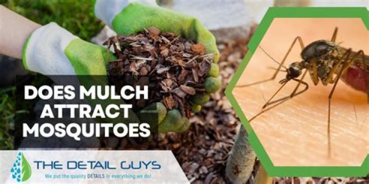 Does black mulch attract ants?