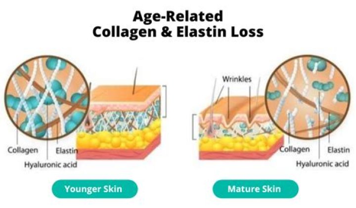 Does collagen help sagging jowls?