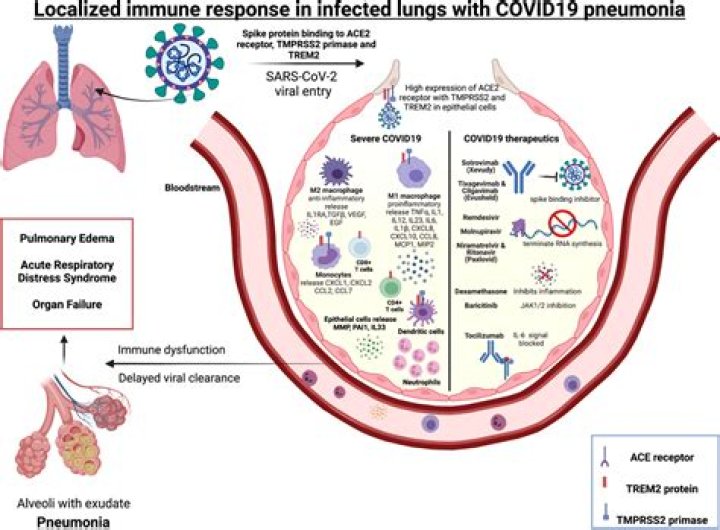Does COVID lower immune system?