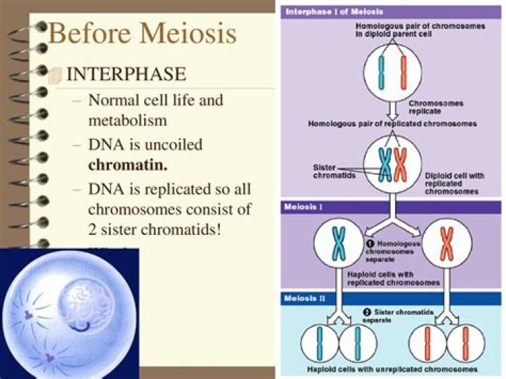 Does DNA replication occur before meiosis I does it occur before meiosis II?