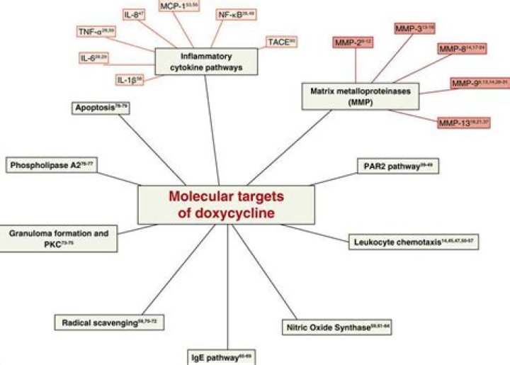 Does doxycycline treat endometritis?
