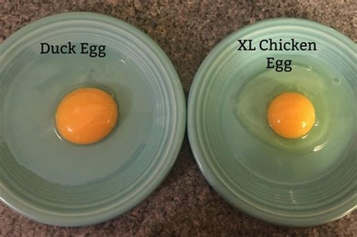 Does duck eggs taste like chicken eggs?