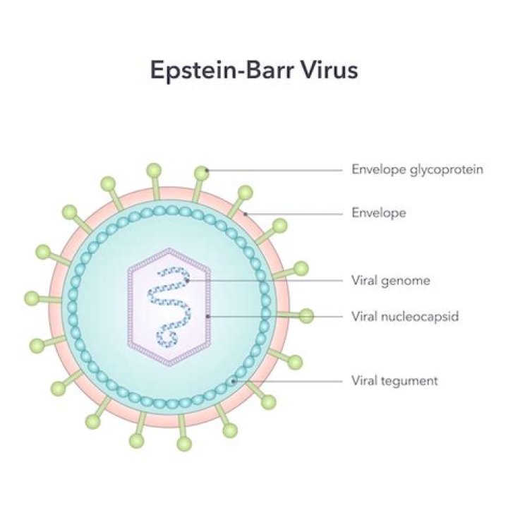 Does Epstein-Barr virus stay in your system?