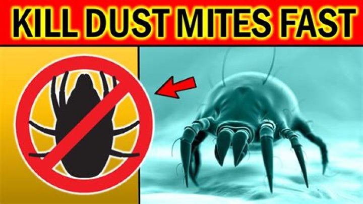 Does everyone have dust mites?
