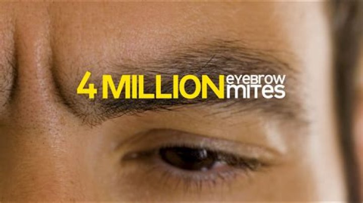 Does everyone have mites in their eyebrows?