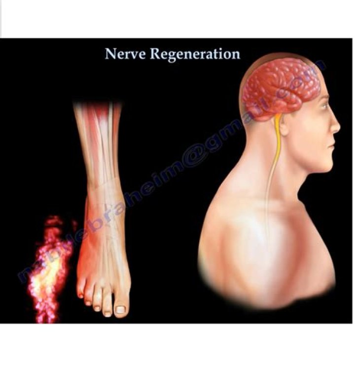 Does heat help nerve regeneration?