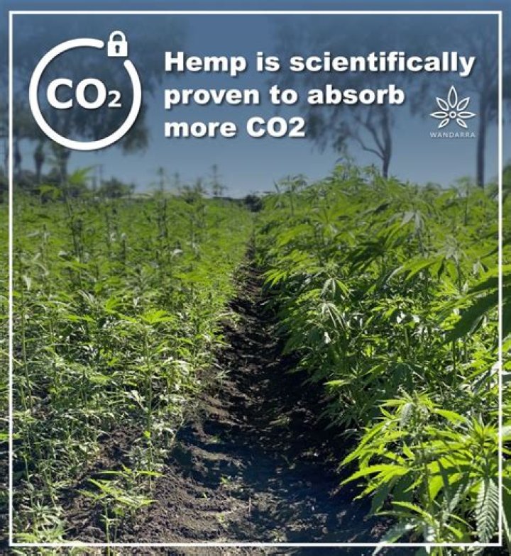 Does Hemp absorb more CO2 than trees?