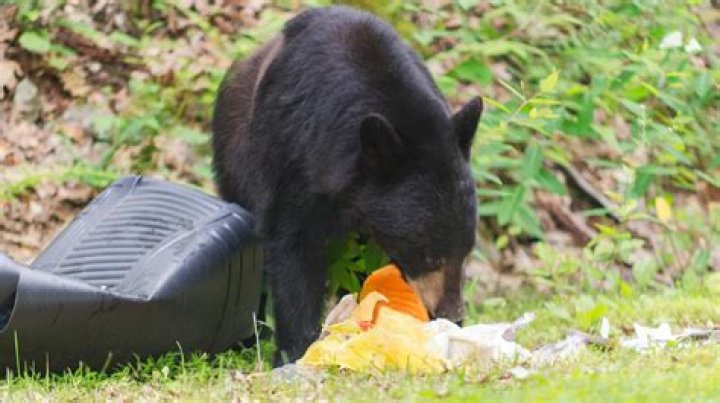 Does human poop attract bears?