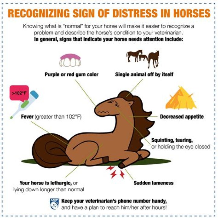 Does it hurt a horse to be ridden?