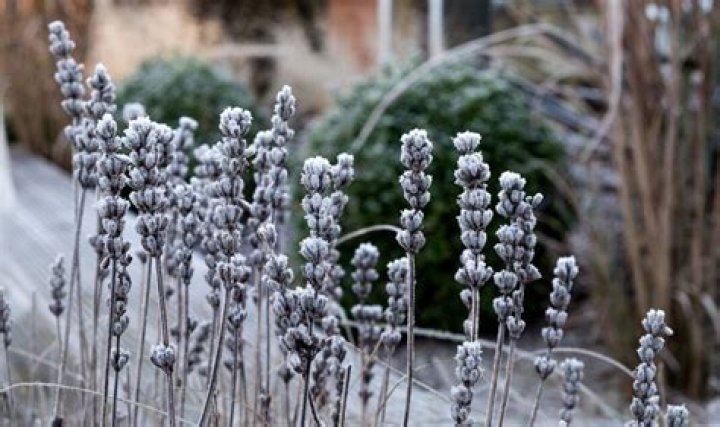 Does lavender look dead in winter?