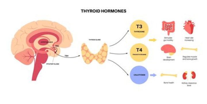 Does low thyroid affect the brain?