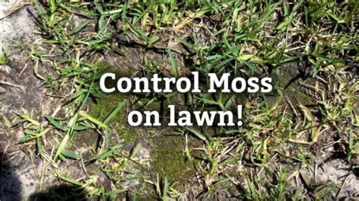 Does moss hurt plants?