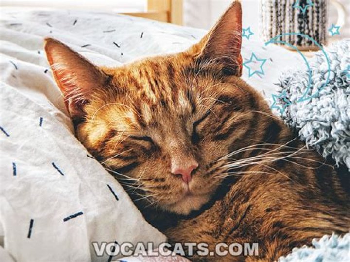 Does my cat know I'm sleeping?