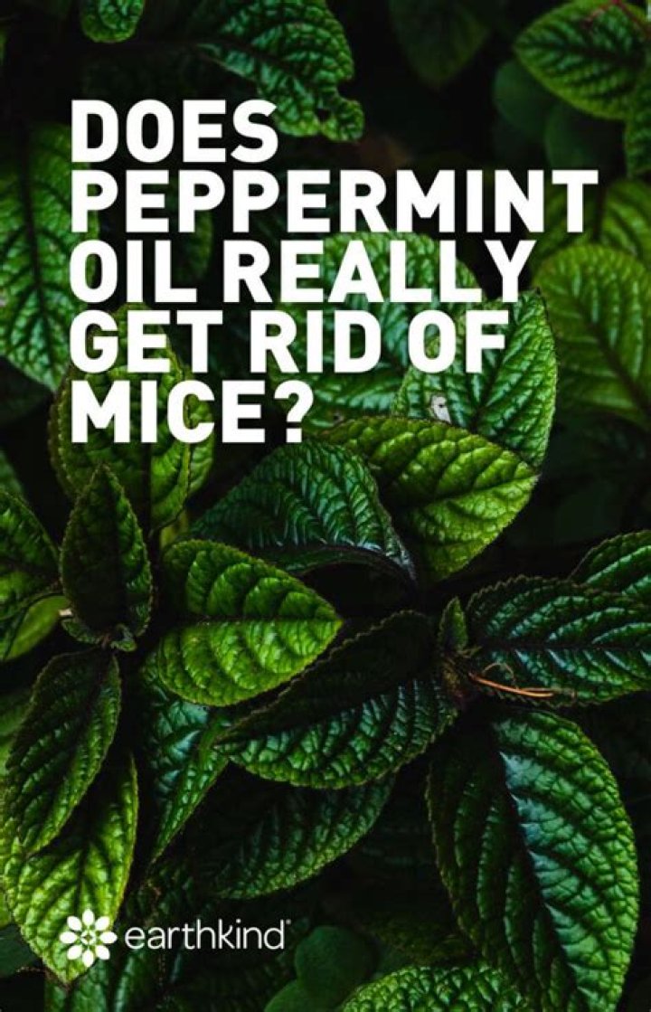Does peppermint keep mice away?