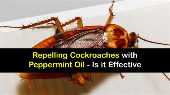 Does peppermint oil repel roaches?