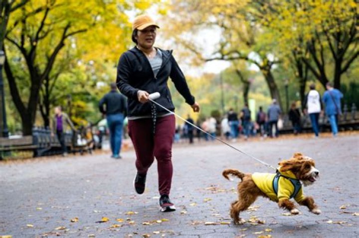 Does running make dogs happy?