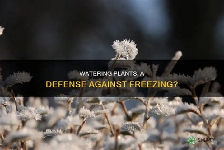 Does spraying water on plants keep them from freezing?