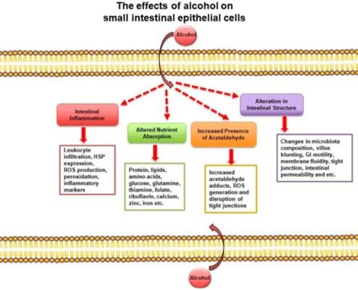 Does Stabil prevent ethanol damage?