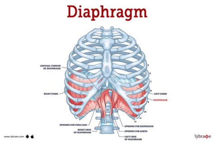 Does the diaphragm separates the brain and spinal cord?
