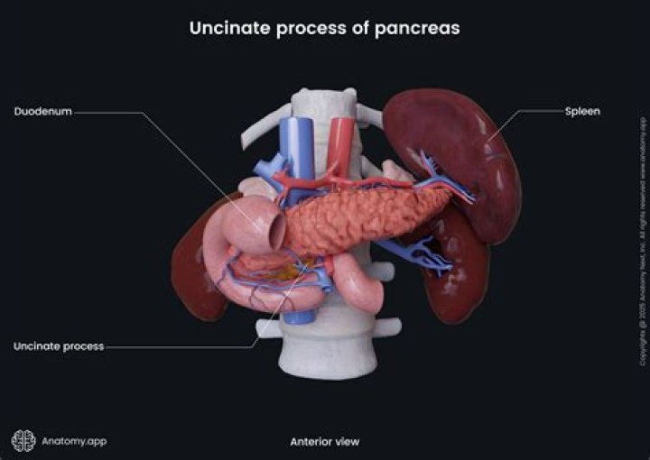 Does the pancreas grow back after surgery?