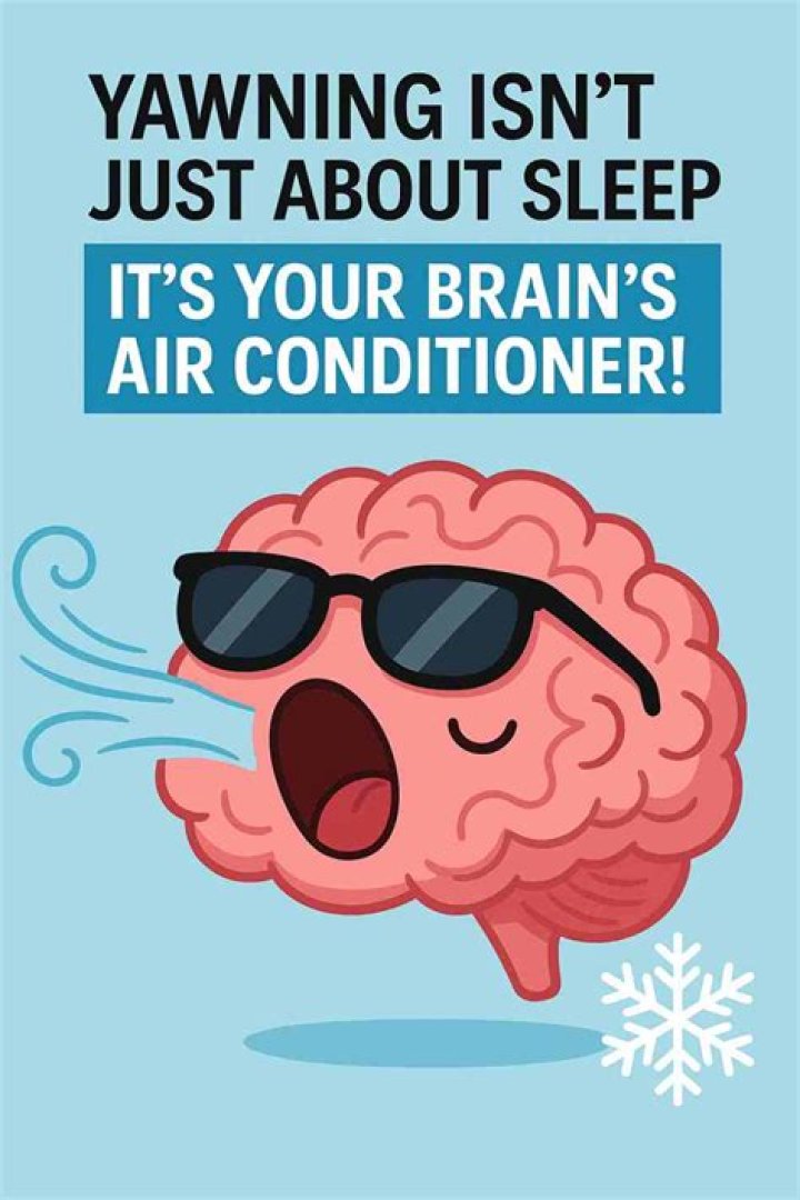 Does yawning cool your brain?