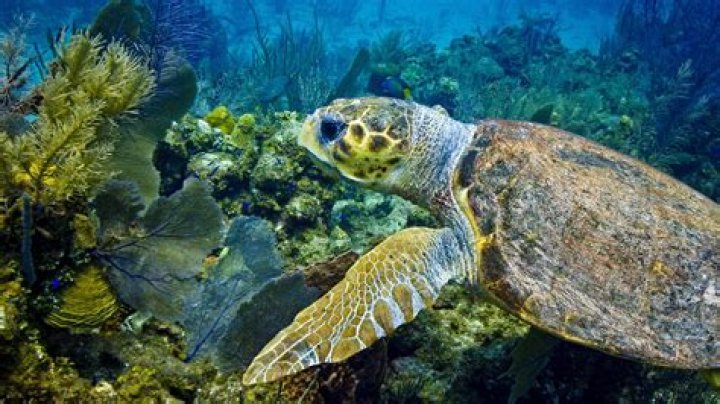 Has the Red Sea been explored?