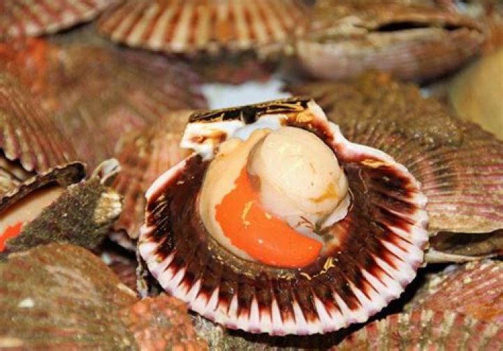 How are scallop born?
