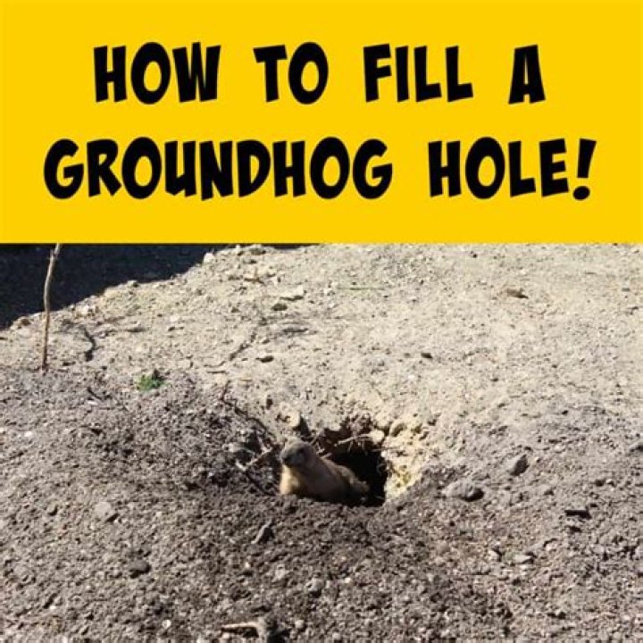 How big is a groundhog hole?