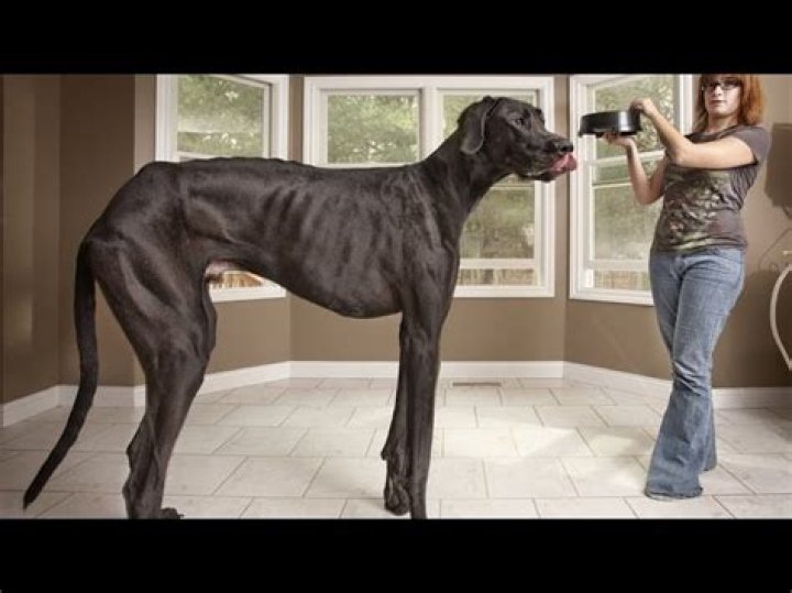 How big was Zeus the dog?