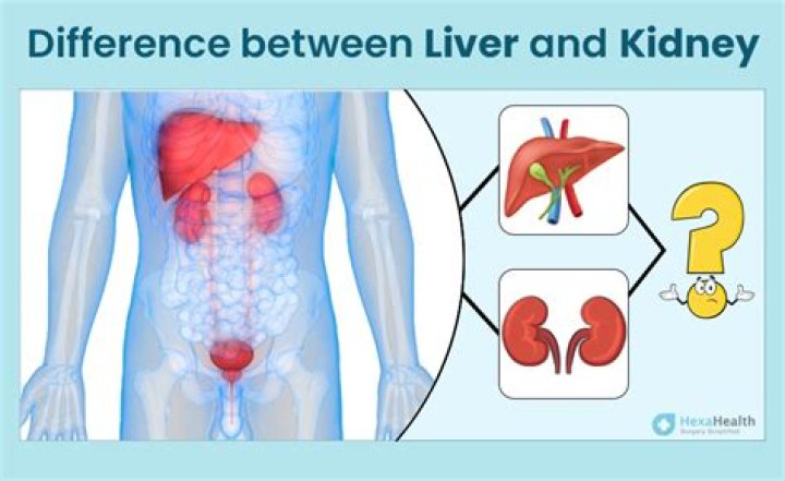 How can I flush my kidneys and bladder at home?