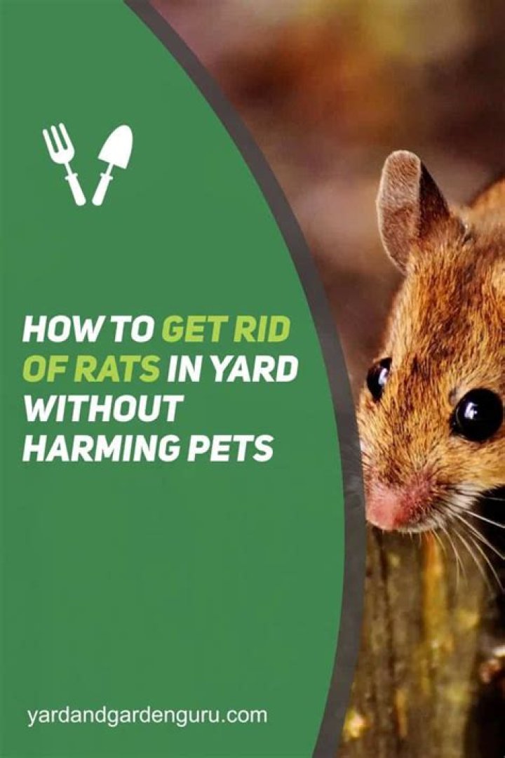 How can I get rid of rats without harming my dogs?