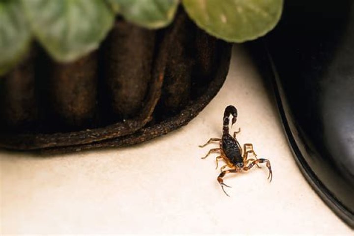 How can I keep my house scorpion free?