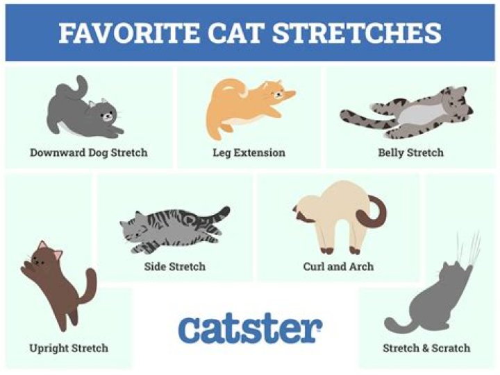 How can I strengthen my cats hind legs?