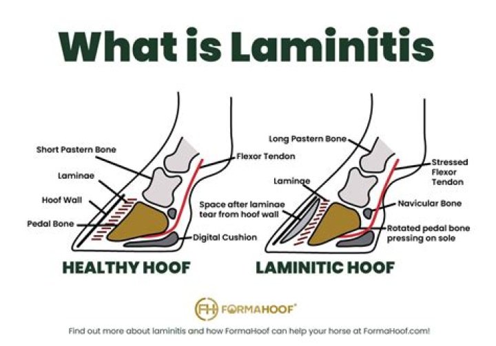 How can you reduce the risk of laminitis?