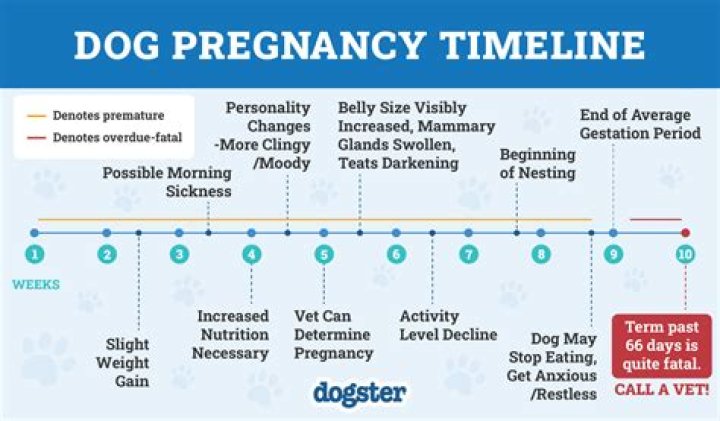 How can you tell a dog is pregnant?