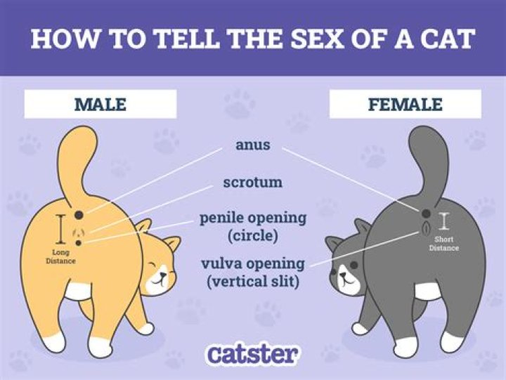 How can you tell if a cat's been abused?