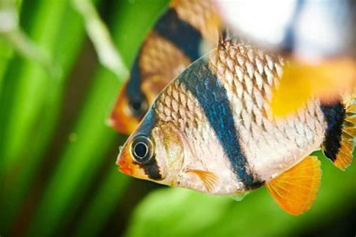 How can you tell if a fish is stressed?