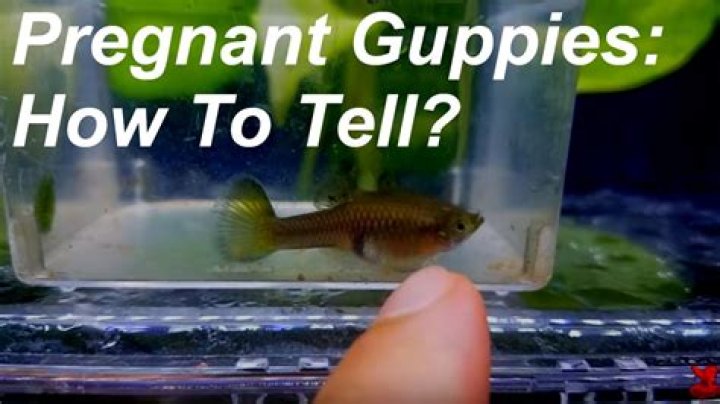 How can you tell if a guppy is pregnant?