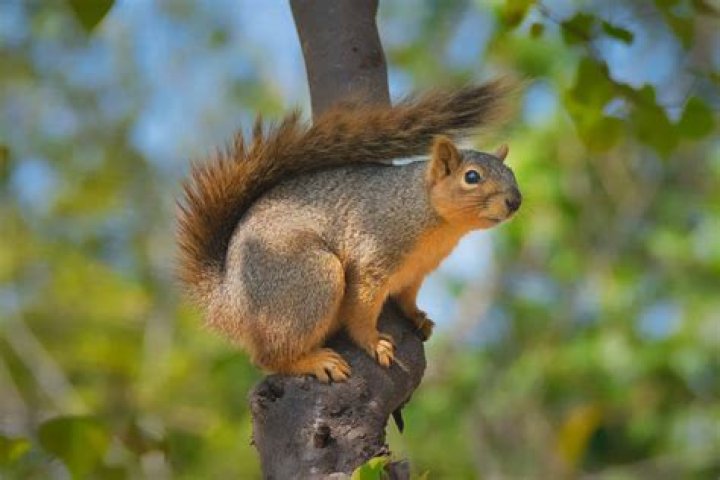 How can you tell if a squirrel is mad?