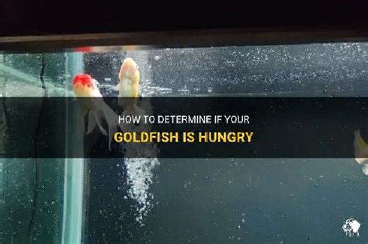 How can you tell if goldfish are hungry?