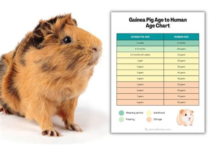 How can you tell your guinea pig is happy?