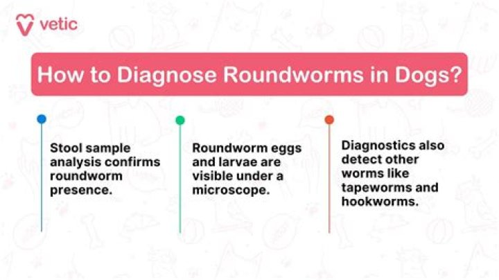 How common is it to get roundworms from your dog?