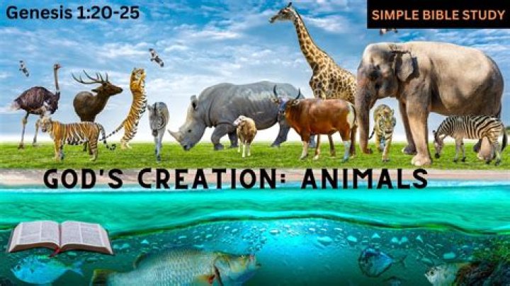 How did God create animals?