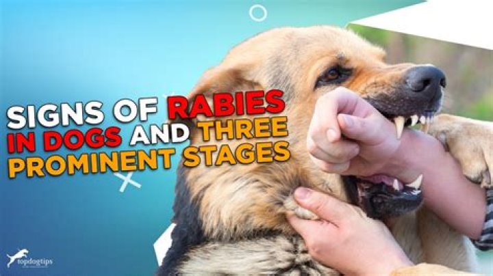 How do dogs act when they're dying?